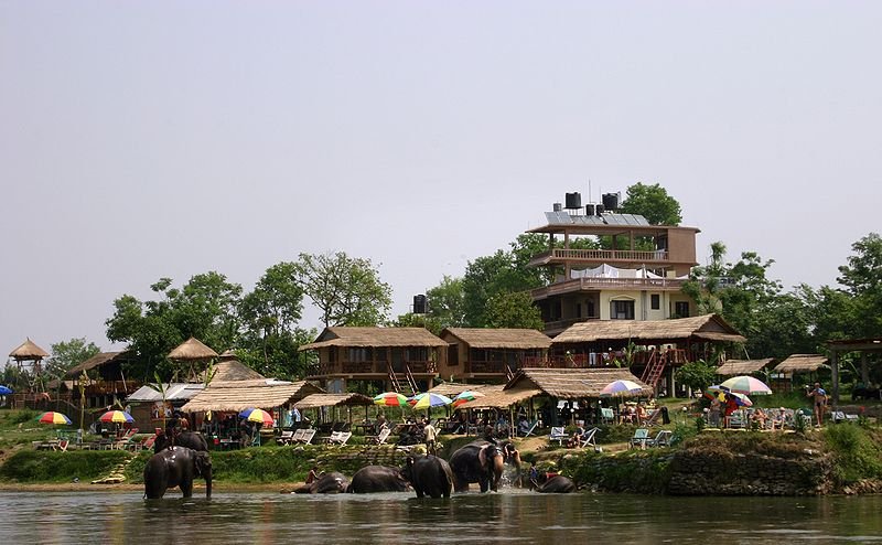 Elephants in the river in Lumbini
