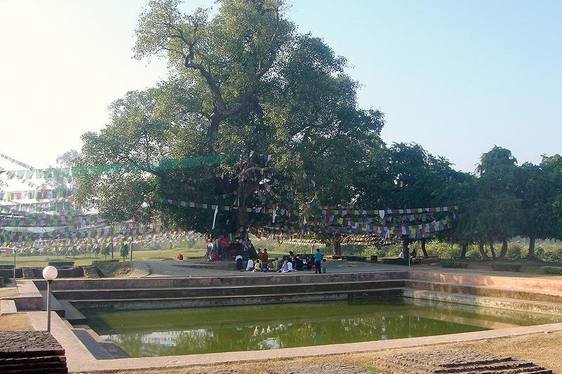 Lumbini bodhi tree
