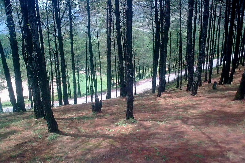 Pine trees in Nagarkot