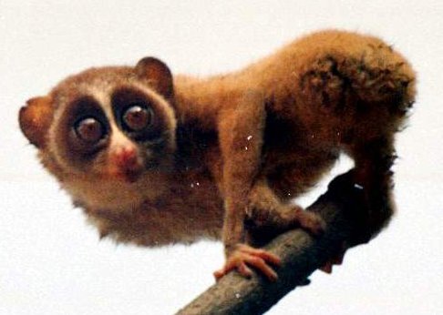 The loris