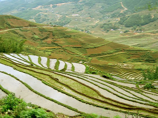 Rice terrace of Sa Pa