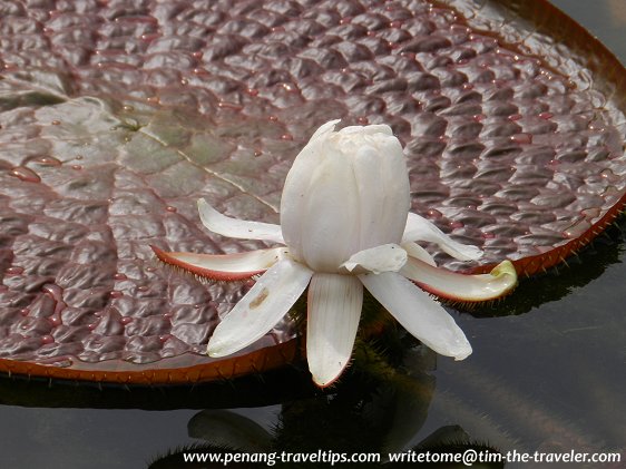 Another giant water lily at Dataran Teratai