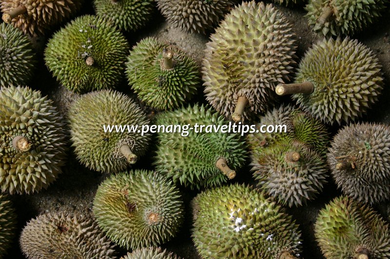 Balik Pulau durians