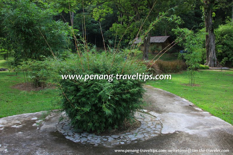 A bamboo grove, Bambusetum