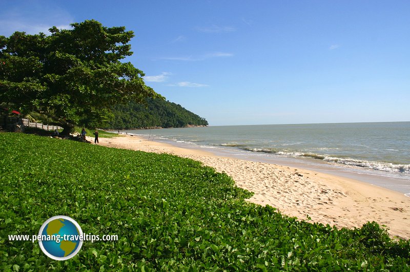 Beach morning glory carpeting the sand of Pasir Panjang