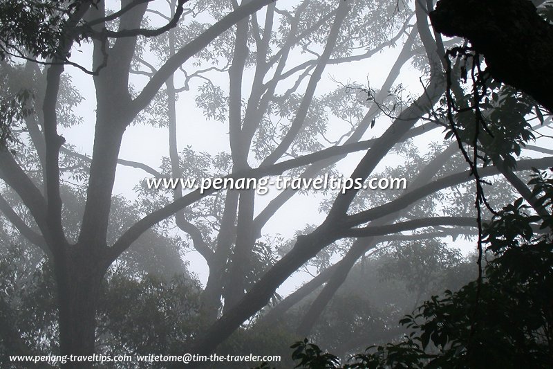 Branches in the mist, Penang Hill
