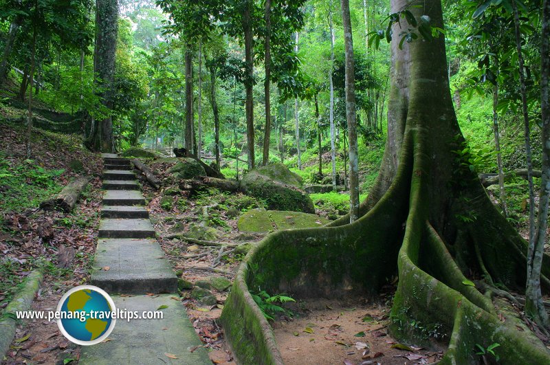 Bukit Mertajam Recreational Forest