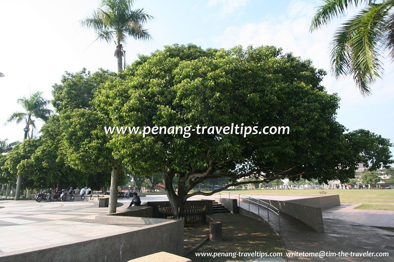 The Bunga Tanjong planted by Crown Prince Akihito