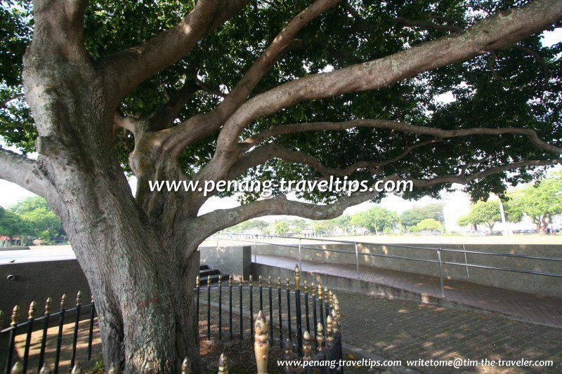 The Bunga Tanjong planted by Crown Prince Akihito