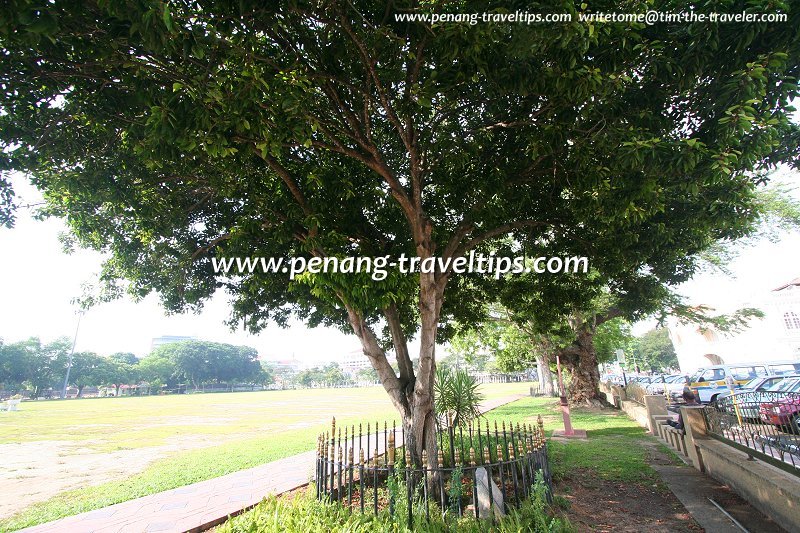 The Bunga Tanjong planted by Steve Condous, the Mayor of Adelaide, on 3 September, 1987