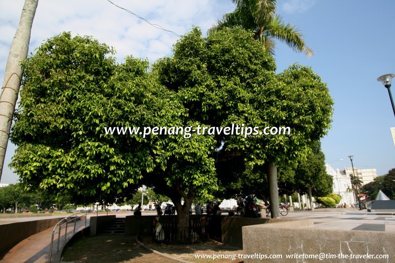 The Bunga Tanjong planted by Don A. Dustan, Chief Minister of South Australia, on 8 December, 1973