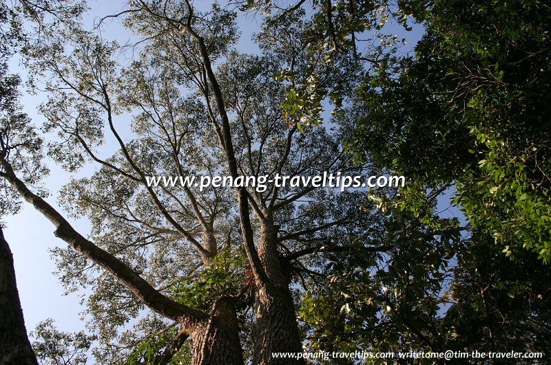 The canopy of tall trees in Penang Hill
