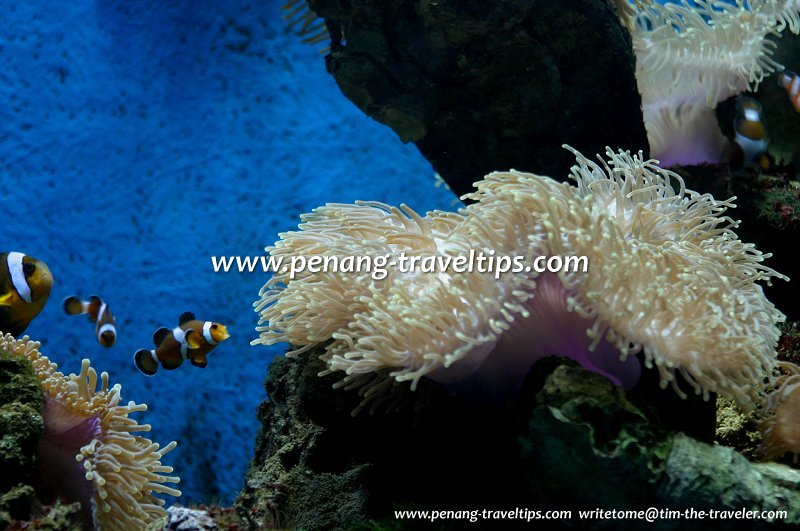 Penang Aquarium