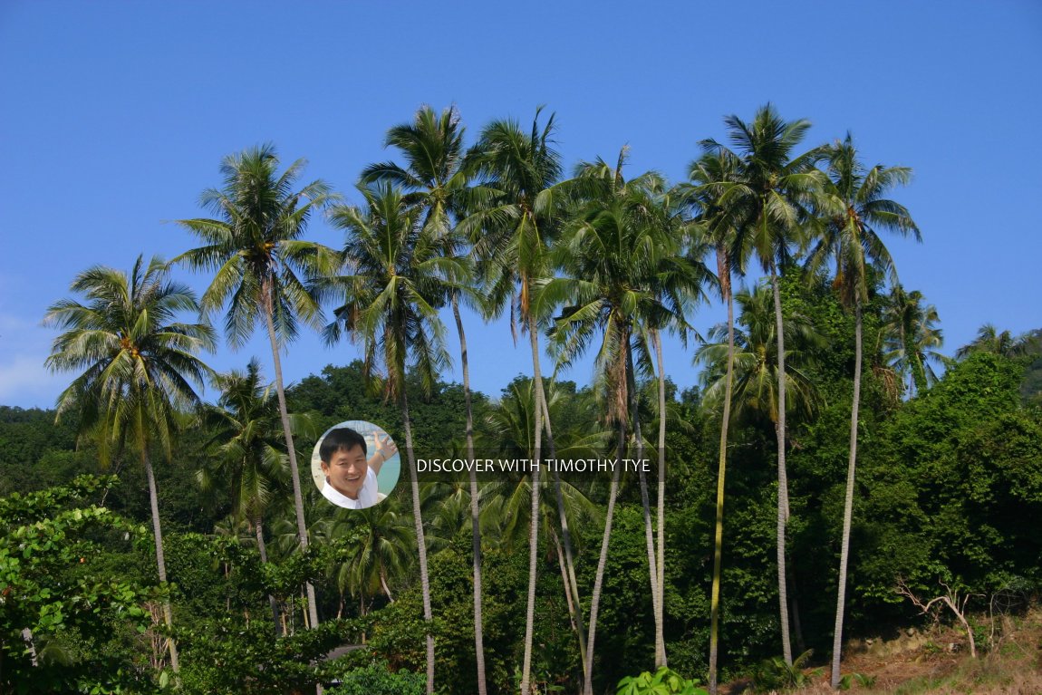 Coconut trees in Gertak Sanggul