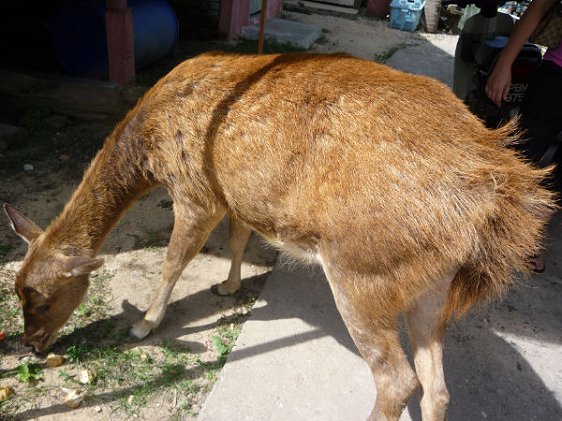 Deer roaming free on Pulau Aman