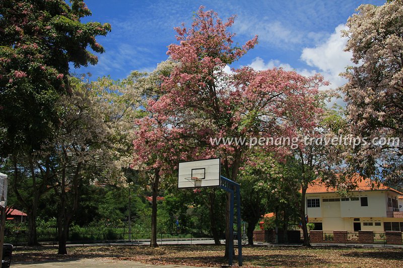Desa Ara Public Park basketball court