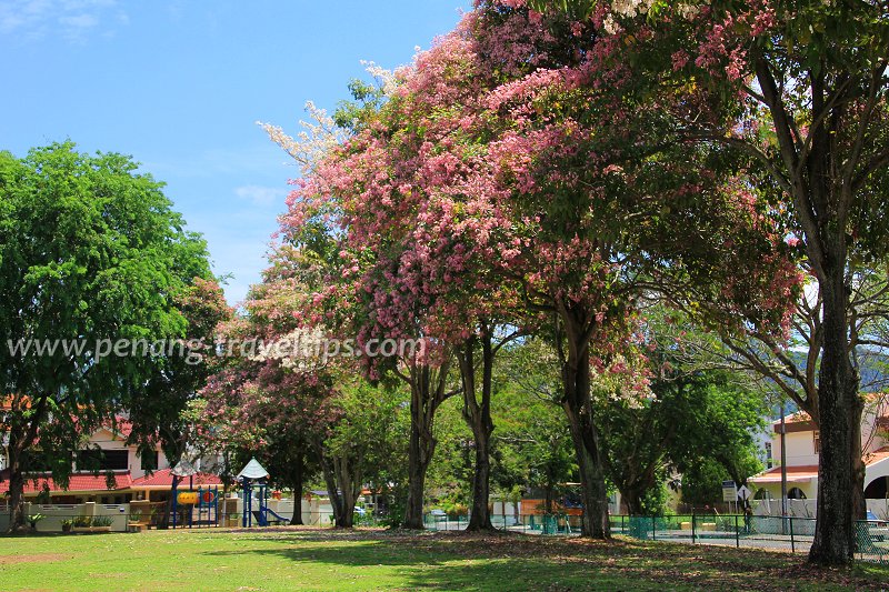 Desa Ara Public Park, Sungai Ara