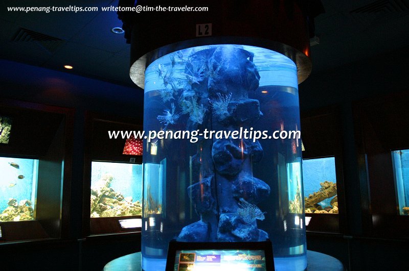 Display case, Penang Aquarium