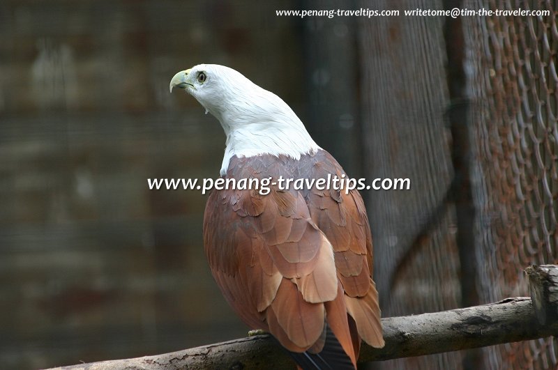 Eagle, Penang Bird Park