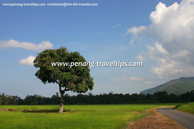 Exploring Penang