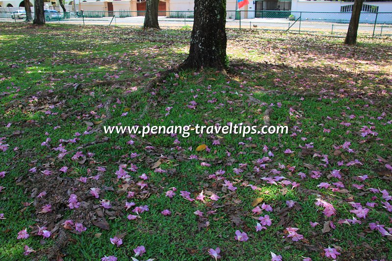 Fallen Tabebuia blossoms