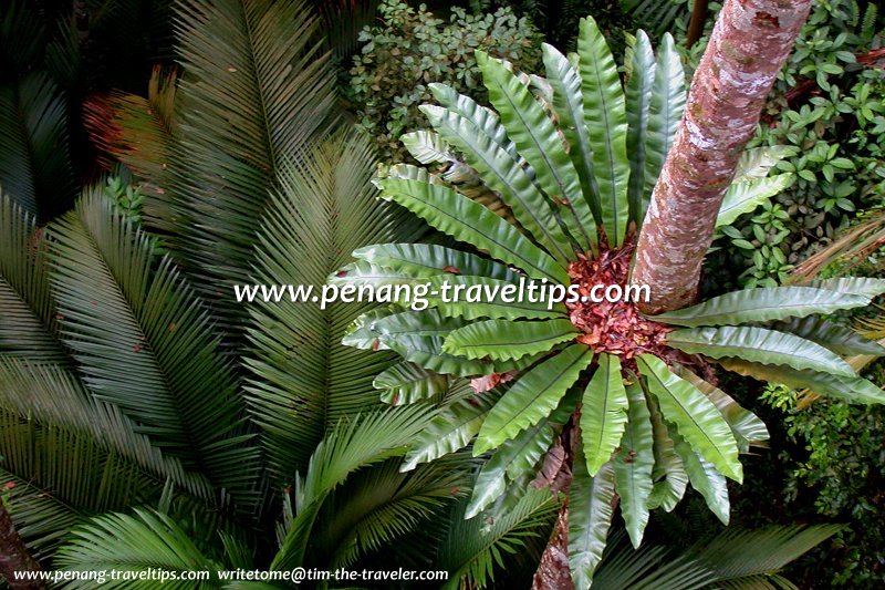 Fern, Penang Hill