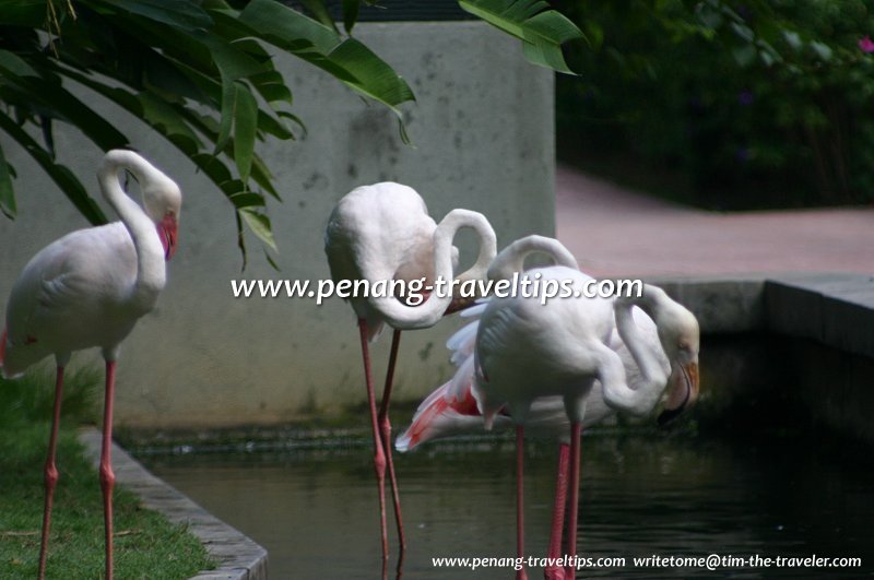 Flamingos, Penang Bird Park