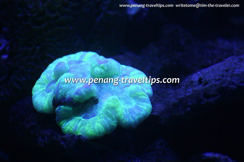 Florescent coral, Penang Aquarium