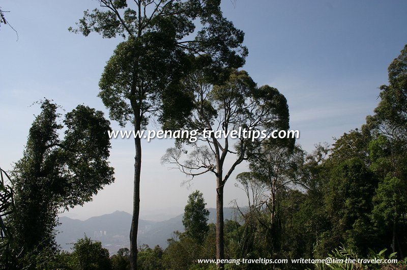 Forest trees, Penang Hill