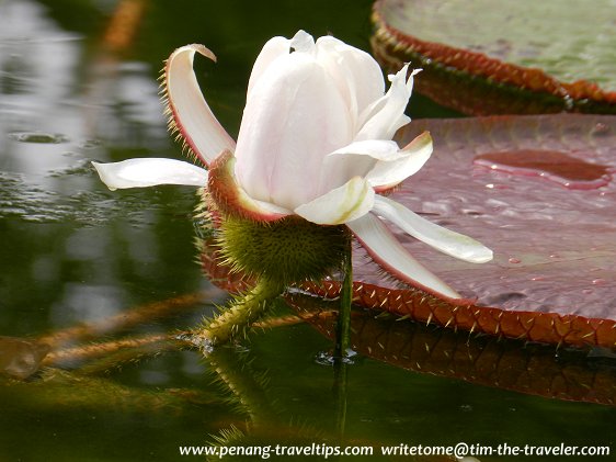 Giant water lily bloom at Dataran Teratai