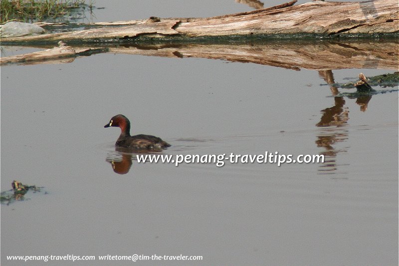 Grebe at the Pulau Burung marshland