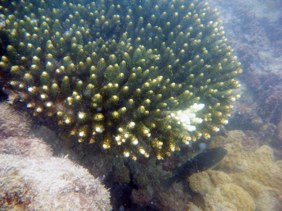 Green Acropora coral with damselfish (female) off Pulau Kendi