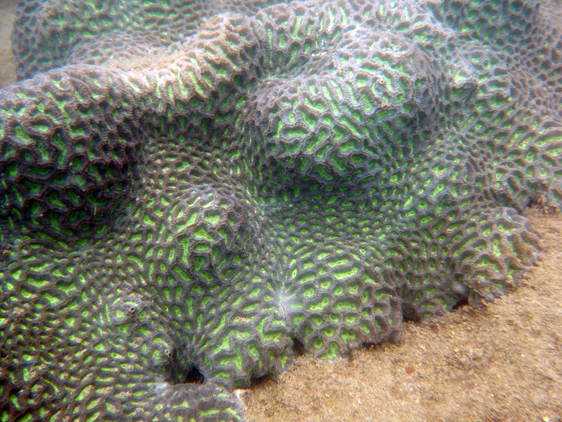 Green open brain coral off Pulau Kendi