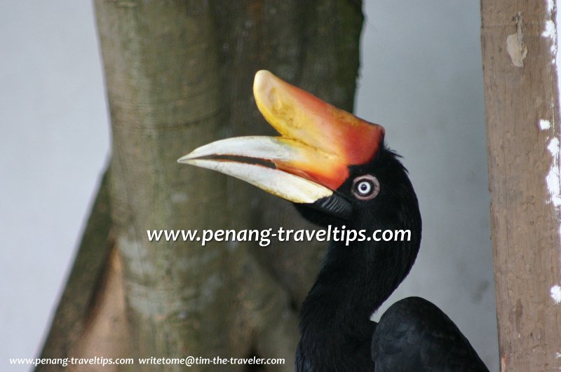 Hornbill, Penang Bird Park