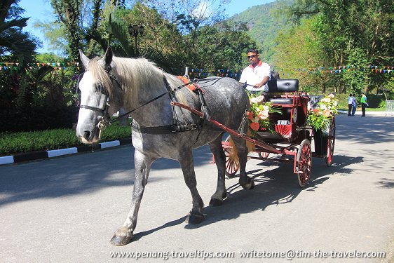 Penang Turf Club horse carriage ride