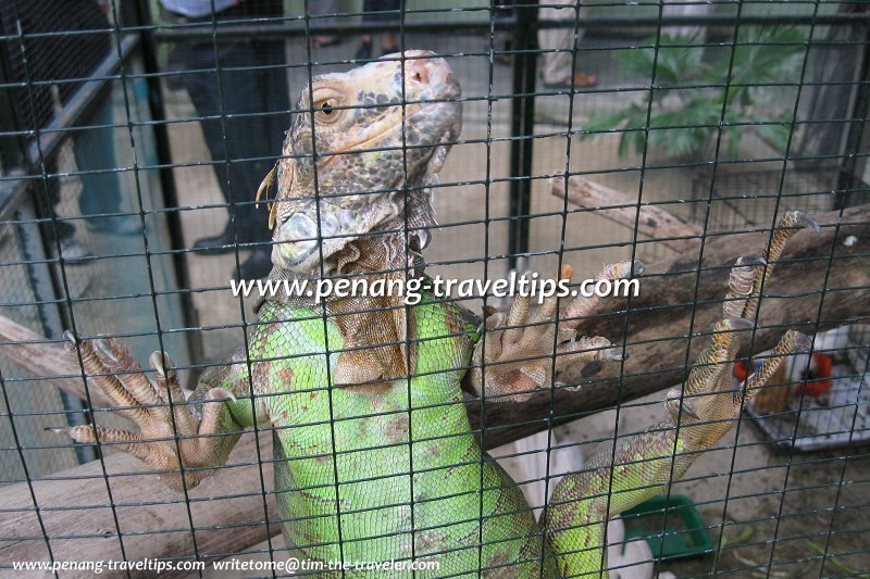 Iguana, Penang Snake Farm