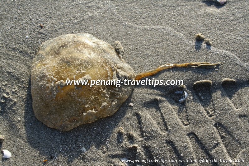 A jellyfish on the sand island