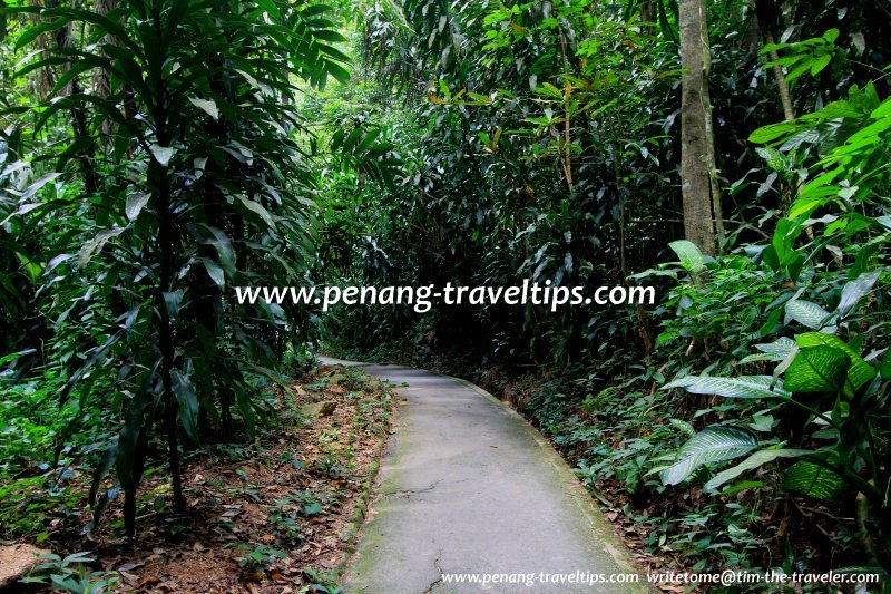 Jungle path from the Lily Pond to the Gardens