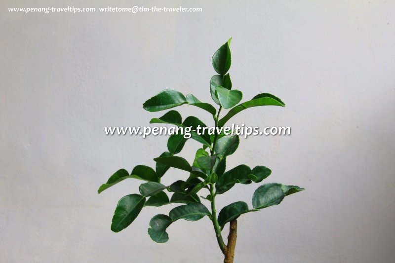 Kaffir lime plantlet