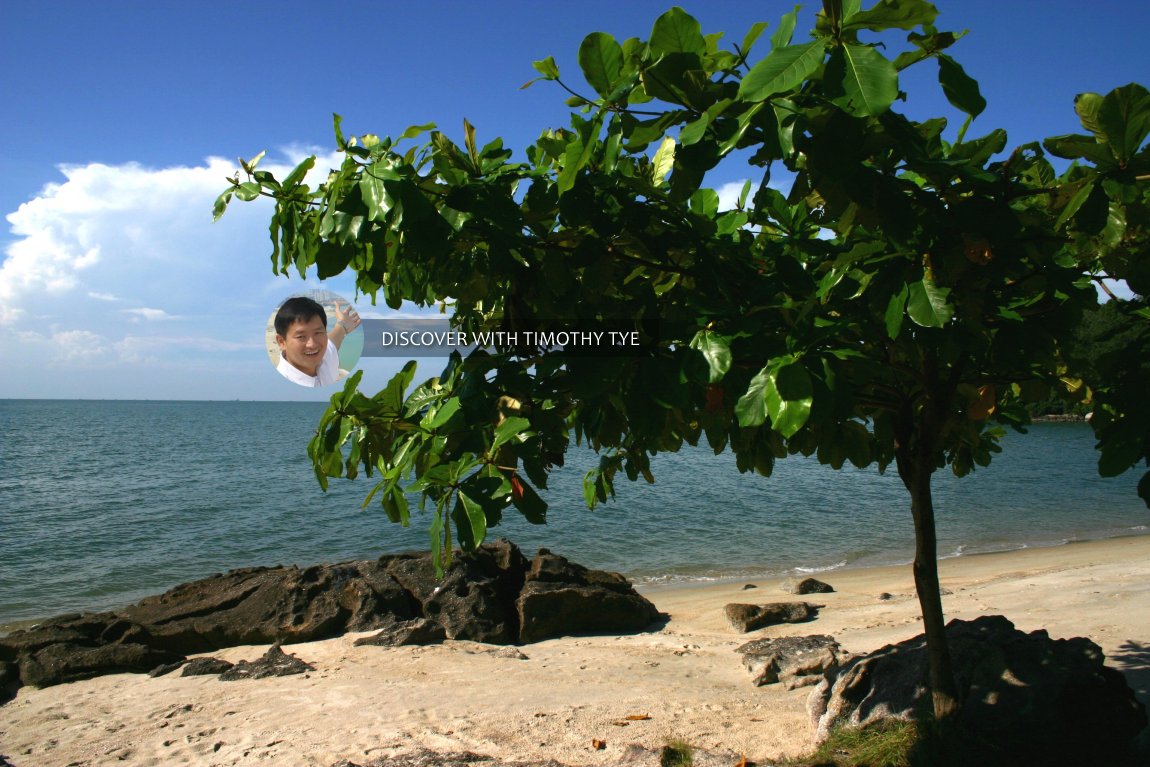 Ketapang tree by the seashore at Gertak Sanggul