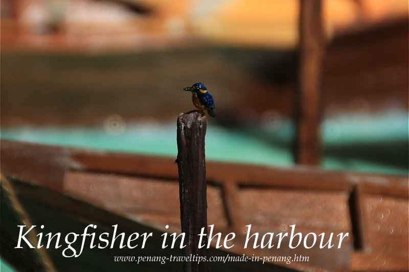 Kingfisher in the harbour