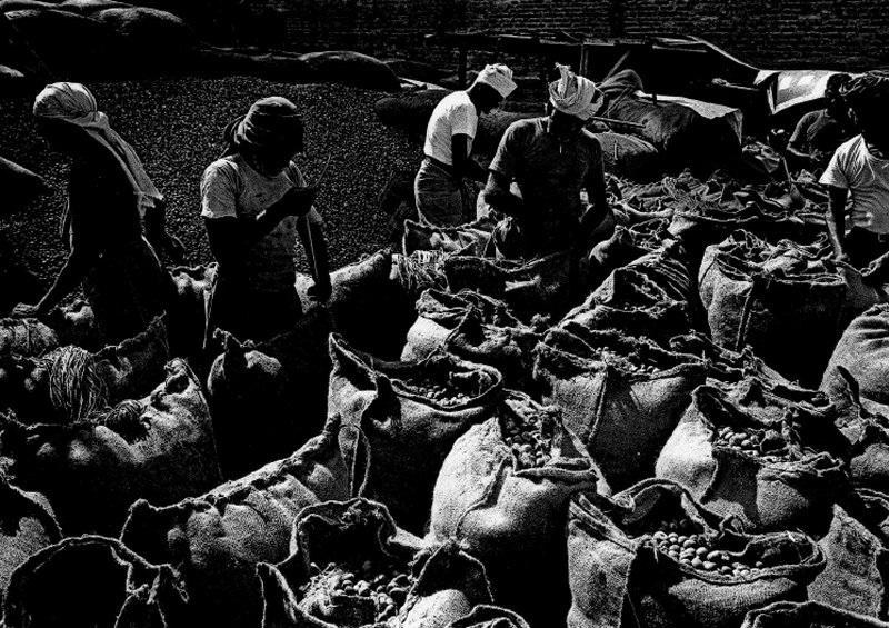 Labourers were repacking betel nuts for re-export after drying