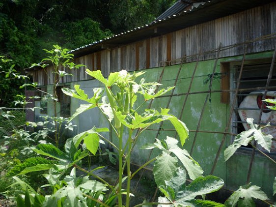 Ladiesfingers (okra) grown by a villager