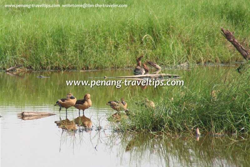 Lesser tree duck at the Pulau Burung marshland