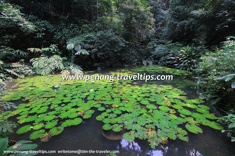 Lily Pond, Penang Botanic Gardens