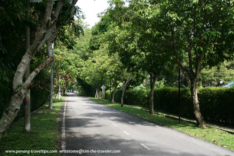 Rose Avenue, Ayer Rajah