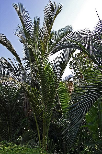 The sago palm (Metroxylon sagu), also known as rumbia in Malay