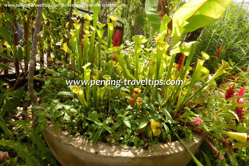 Sarracenia, a pitcher plant from North America, Monkey Cup Garden