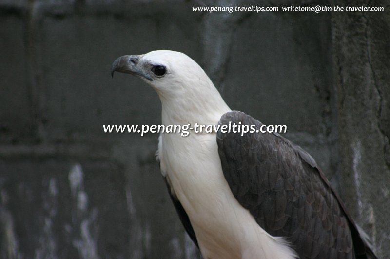 Sea Eagle, Penang Bird Park
