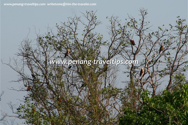 Sea eagles in a tree on the sand island